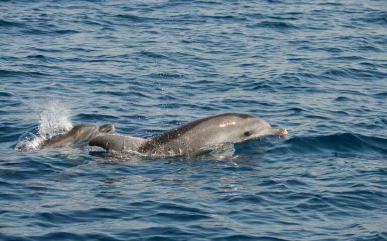 Alla scoperta dei delfini nel Golfo di Taranto