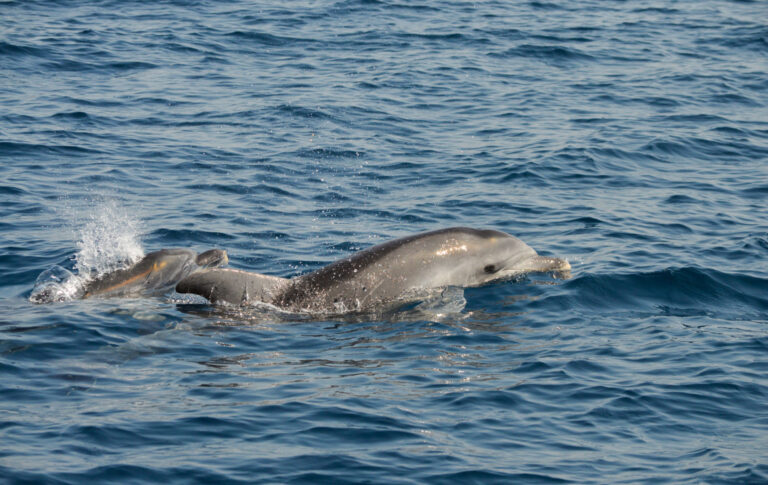 Alla scoperta dei delfini nel Golfo di Taranto